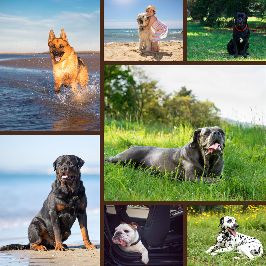 BAUBOWL®- ciotola-galleggiante-per-acqua-cani-gatti