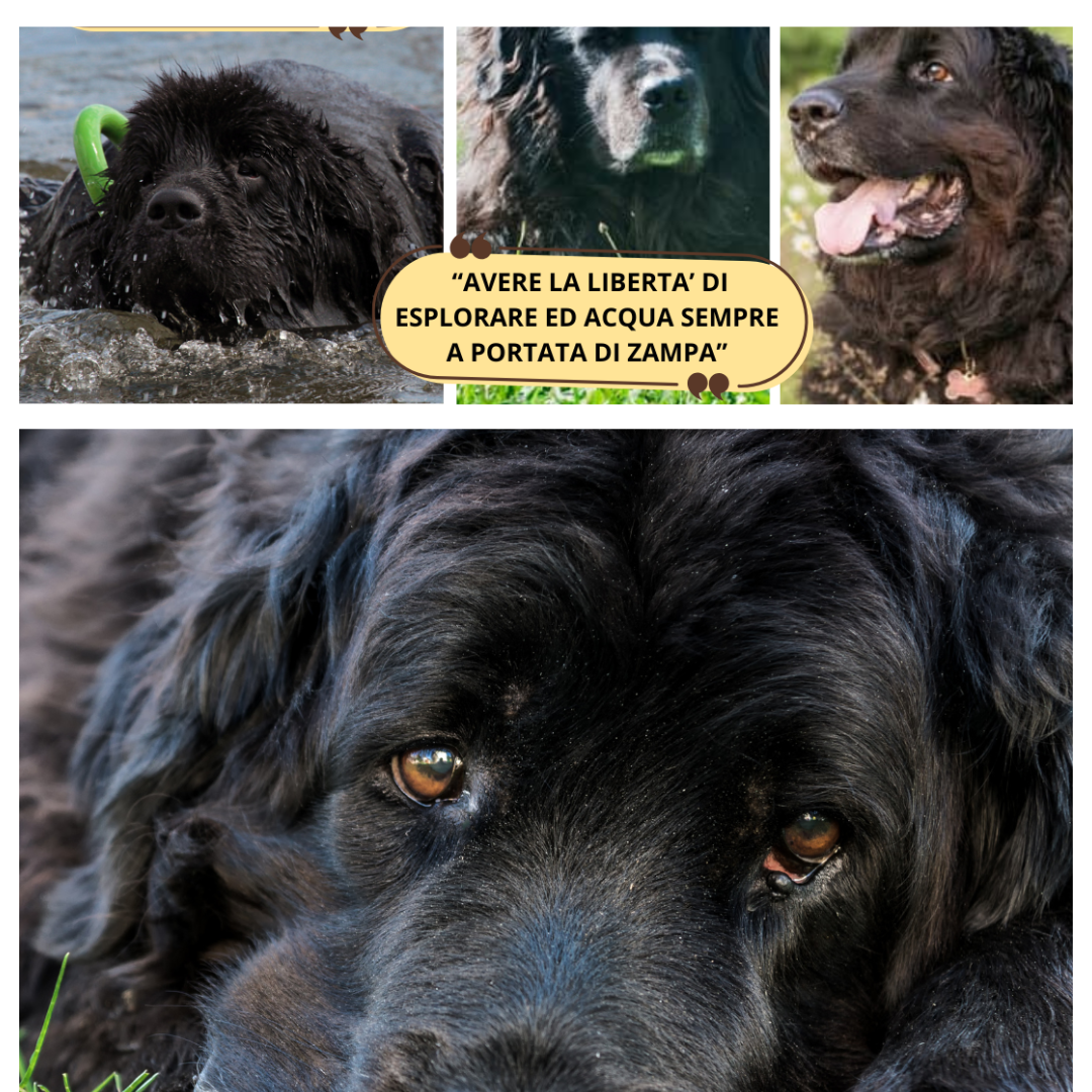 BAUBOWL®- ciotola-galleggiante-per-acqua-cani-gatti